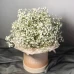 Бокс из белой гипсофилы M