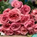 Роза  Эквадор Микс 50-60 см